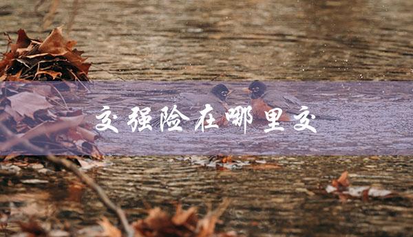 交强险在哪里交（交强险怎么交）